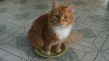 Onni-kissa: "Mamma Ruoka on loppu pitää kai ite istua kuppiin." Kuva: Ritva Tuukkanen 