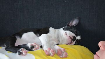 Siru-koira: "Makoisia unia." Kuva: Milja Katajamäki