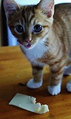 Late-kissa: " 	Laten herkkua on juusto!" Kuva: Oona Suominen