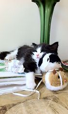 Rapido-kissa: Pikkukissojenkin pitää nukkua leikin jälkeen. Kuva: Lari Harjunen