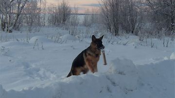 Yrjö-Oberon Nomades-koira: "Yrjö noutaa patukkaa." Kuva: Katariina Eno