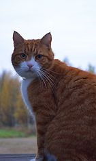 Velmu-kissa: "Nimensä mukainen hauska kissa jolla riittää temppuja,muutti maalle meidän kissaksi kun ei viihtynyt sisäkissana." Kuva: Pirjo Räsänen