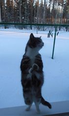 Siiri-kissa. Kuva: Merja Niemelä