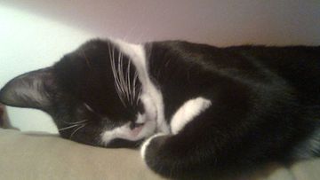 Hönö-kissa: "Kissani rakastaa nukkumista. Asennot on aina niin omalaatuisia :D" Kuva: Marianne Haapala
