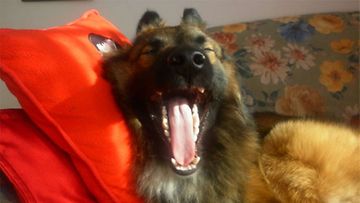 Roni-koira: "Roni tykkää makoilla sohvalla haukotellen ja rentoillen, tietysti vain vähän aikaa ja sitten taas leikitään." Kuva: Milka Ristolainen