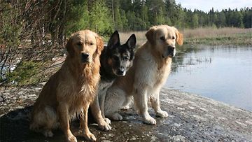 Masi, Akra ja Rontti: "Elämäni eläimet <3" Kuva: Minna Saksi