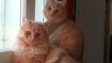 Felix- ja Leo-kissa:"Veljekset-aina yhdessä!" Kuva: Iida Malmström