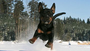 Jekku-koira: "Iloinen Rottweiler pakkashangelle." Kuva: Paula Vuojärvi