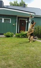 Roi-koira tykkää 'koppi' leikistä=) Kuva: Karoliina Mustakallio