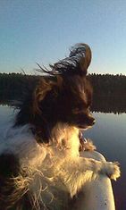 Ressu-koira: "Ressu on innokas veneilijä.Pelastusliivit pitäisi varmaan hankkia, ettei putoa veneestä." Kuva: Pirjo Saastamoinen