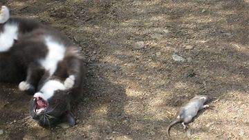 Tyttökissa nimeltä Topi: "Topi näyttää miten hiiri makaa." Kuva: Helena Korkeasaari
