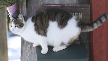 Nöpö-kissa: "12-vuotias Nöpö-kissa tutkailee talvista luontoa postilaatikon päältä, eihän tassujen passaa antaa kylmettyä lumessa!" Kuva: Terhi Liimatainen