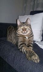  Arttu-kissa: "Sohvan kuningas." Kuva: Kirsi Pulkkinen