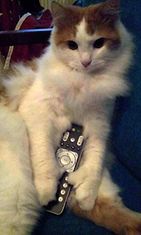 Aksu-kissa: "Hieman yksityisyyttä, kiitos." Kuva: Aija Ramsi