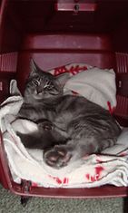 Sulo- kissan lempipaikka. Kyllä kissa osaaki ottaa rennosti;) Kuva: Jenna Manninen