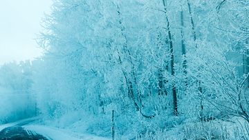 Talven sineä Lappeenrannassa Kaukaalla 16. tammikuuta 2014. Lukijan kuva: Pepe Salo