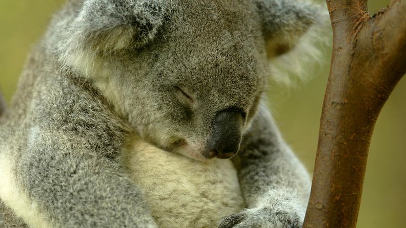 koala.JPG