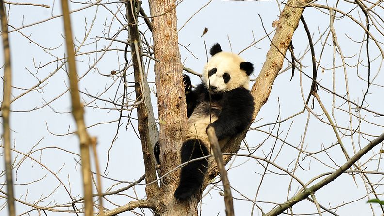 A panda sits in a tree at the panda breeding center in Chengdu, in southwest China's Sichuan province 03 December 2012. 
