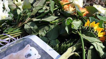 Jääkarhu Knutia on muistettu kuvin, kukkasin ja muistolausein. EPA