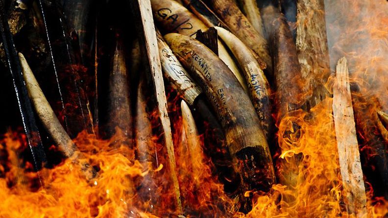 Tuhansia kiloja norsunluuta poltettiin Gabonissa, jottei norsunluu päätyisi laittomaan kauppaan. 