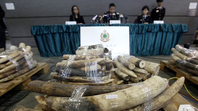 Salakuljetettu norsunluu oli tullut Hong Kongiin Keniasta.