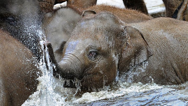 Hanoverin eläintarhan norsut vilvoittelivat kuuman kevätpäivän keskellä