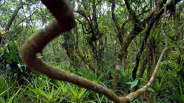Amazonin sademetsää Brasiliassa.