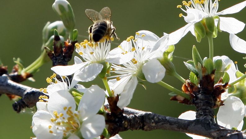 Mehiläinen luumunkukassa Albanian Tirasassa