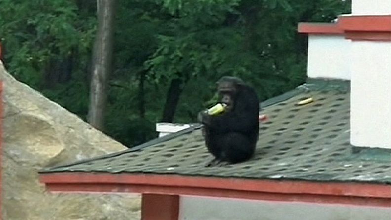 Eläintarhasta karannut simpanssi Yiyao jyystää saamaansa limsapulloa eläintarhan puutarharakennuksen katolla 3.7.2012. 