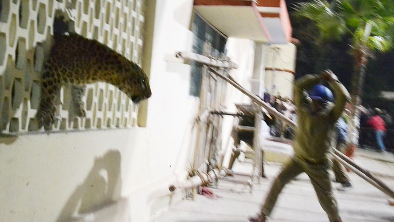Leopardi punnersi sairaalan seinän läpi Meerutissa Intiassa 23. helmikuuta 2014.