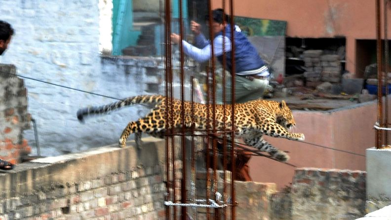 Sairaalaan, asuinrakennukseen ja elokuvateatteriin vaeltanutta leopardia jahdattiin Meerutissa Intiassa 23. helmikuuta 2014.