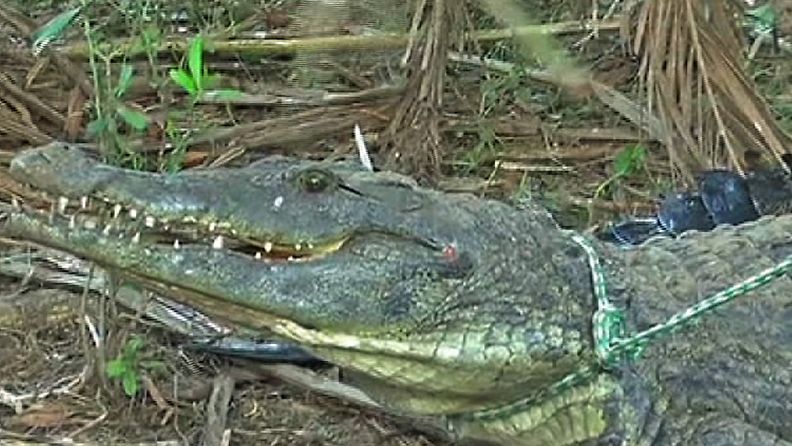 Yksi Etelä-Afrikasta krokotiilitarhasta karannut krokotiili saatiin kiinni.