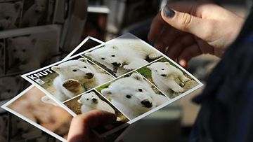 Eläintarhan kaupassa myydään Knutin kuvalla varustettuja postikortteja. EPA