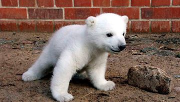 Jääkarhunpentu Knut hurmasi vuonna 2007. EPA