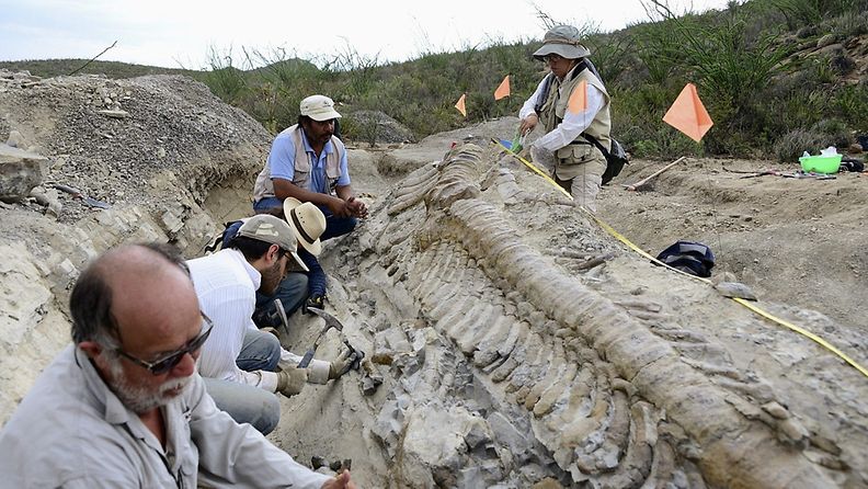 Paleontologit esittelivät Pohjois-Meksikosta löytynyttä harvinaista dinosauruksen häntää 23. heinäkuuta 2013.