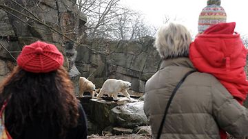 Eläintarhan vierailijat katselevat aitauksessa olevia kahta jääkarhua, joiden kanssa Knut vietti aiemmin aikaansa. EPA