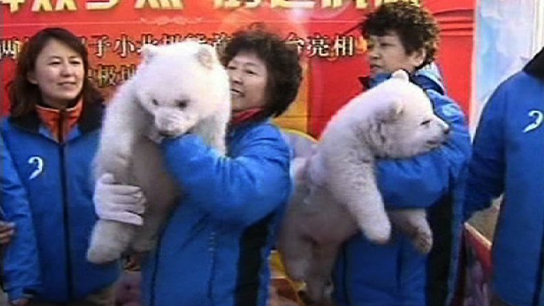 Näiden jääkarhukaksosten vanhempien väitetään olevan Suomesta. Ruudunkaappaus Kiinan Keskustelevision videosta.
