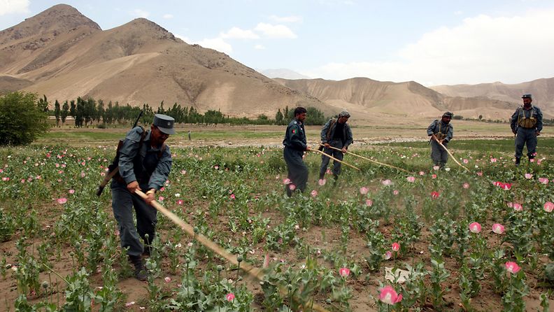 Afghan Police destroy poppy (raw material to be used in making Heroin) feilds in Deshala district and Pol-e-Hisar district of Baghlan province, Afghanistan on 13 June 2011. According to media reports, Afghanistan's share of global poppy production has, over the last 2 years, dropped to 77 per cent in terms of tonnage, but it has remained the world's biggest opium-producing country. EPA/NAQEEB AHMED  