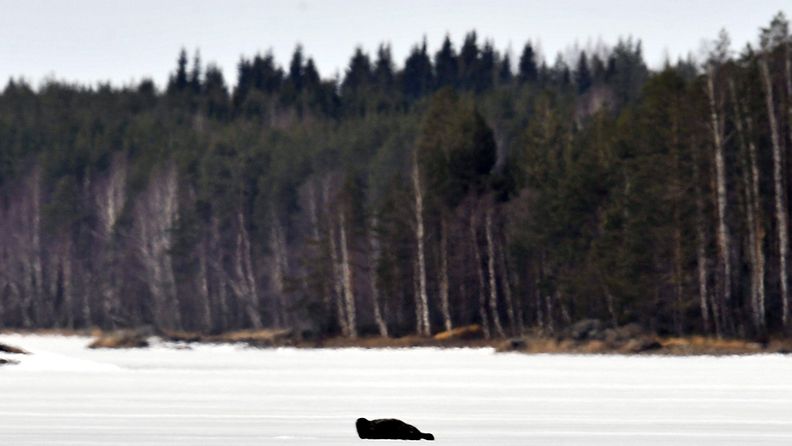 Saimaannorppa jäällä Pihlajavedellä 15. huhtikuuta 2011. Saimaannorppaa suojeleva verkkokalastuskielto alkoi samana päivänä. Verkkokalastus on kielletty Saimaalla kuuttien liikkumisalueella kesäkuun loppuun asti. 