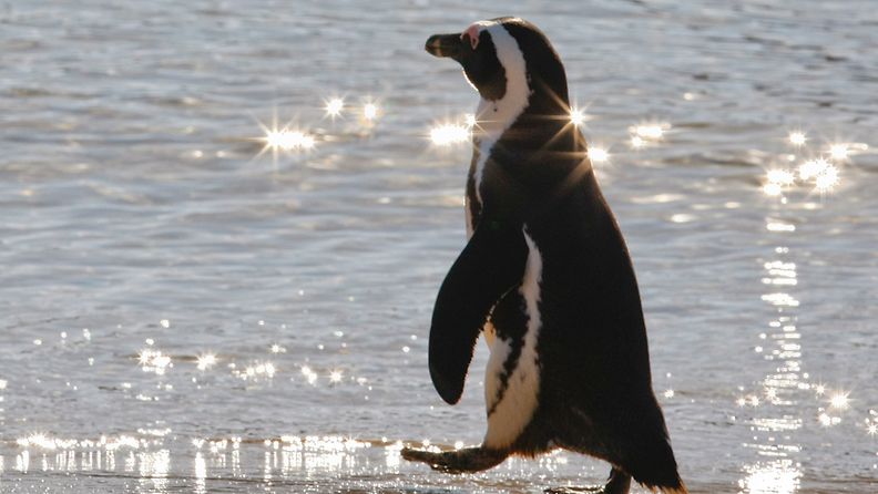 Pingviini kävelyllä rannalla Simonstownissa Etelä-Afrikassa.