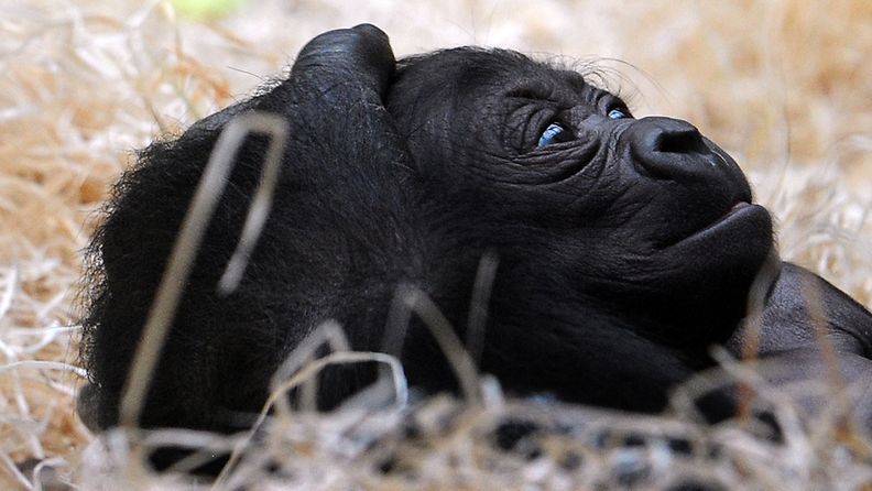 Prahan eläintarhaan syntyi gorilloja vuonna 2007.