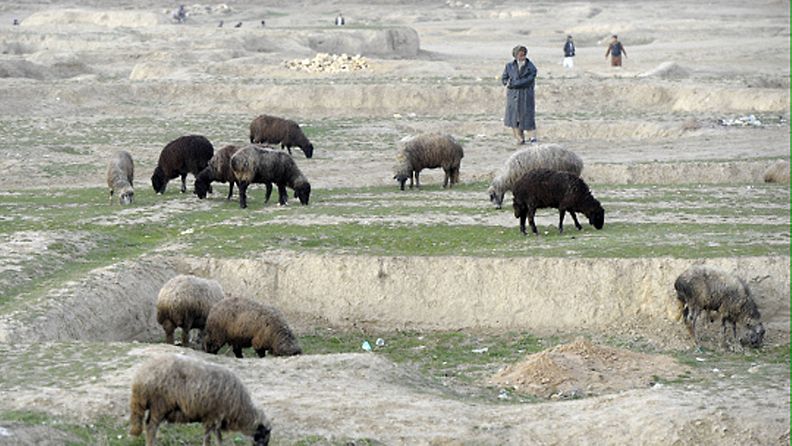 Afgaanimies paimentaa lampaita Mazar-i Sharifissa Afganistanissa 30. tammikuuta 2013. Mm. suomalaisten ISAF-kriisinhallintajoukkojen tukikohta Camp Northern Lights sijaitsee Mazar-i Sharifissa. 