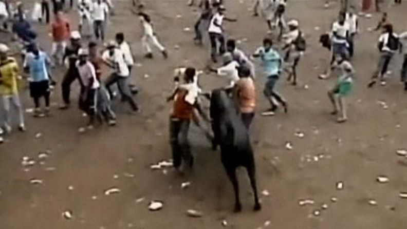 Ihmiset juoksivat härkiä pakoon Kolumbiassa järjestetyssä härkäfestivaalissa.