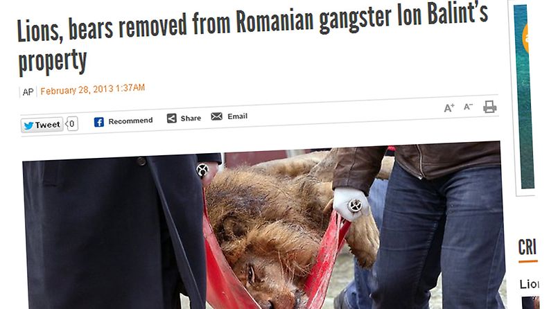 Viranomaiset kantavat pois nukutettua leijonaa, joka takavarikoitiin romanialaiselta gangsteripomolta Ion Balintilta.