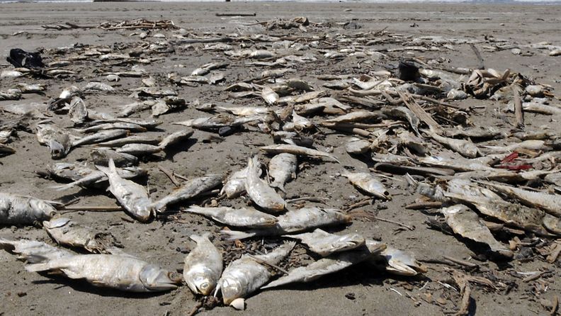 Kuolleita kaloja Meksikossa. Arkistokuva.