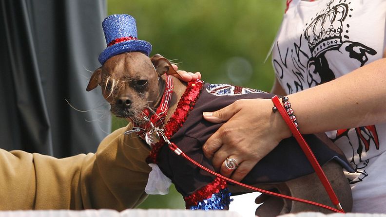 Brittiläinen Mugly on valittu maailman rumimmaksi koiraksi vuonna 2012.