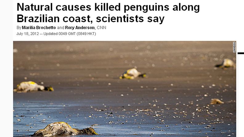 Brasiliassa satoja pingviinejä on huuhtoutunut rannoille kuolleena kesäkuun puolivälin jälkeen. Kuvakaappaus CNN:n sivuilta.