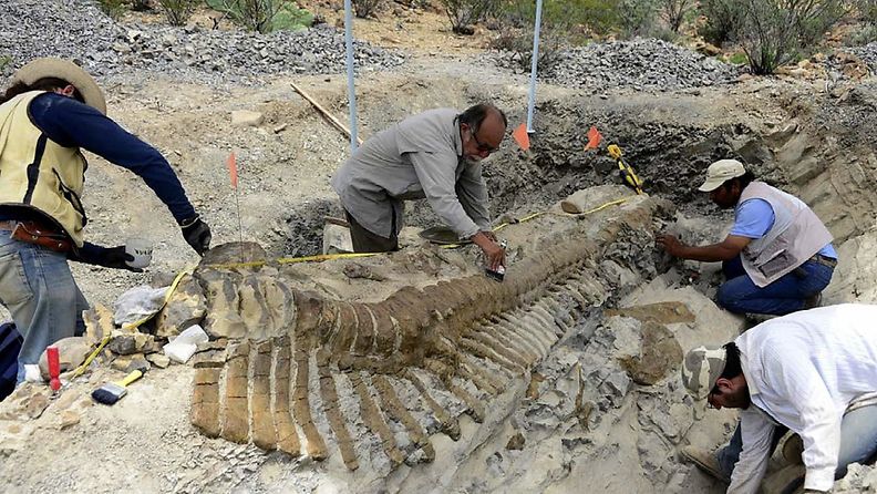 Paleontologit esittelivät Pohjois-Meksikosta löytynyttä harvinaista dinosauruksen häntää 23. heinäkuuta 2013.