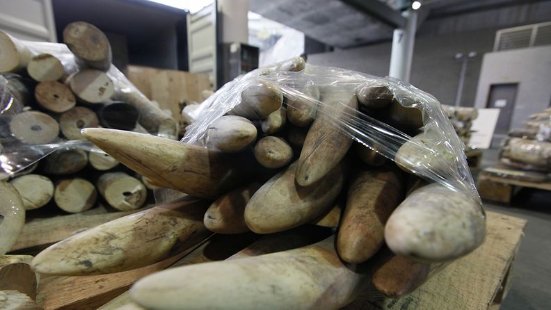 Hong Kongissa tulli takavarikoi noin miljoonan euron arvosta norsunluuta, jota yritettiin salakuljettaa Kiinaan 3. tammikuuta 2013.