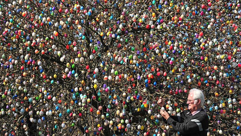 Saksalainen Volker Kraft koristeli pihapuunsa 10 000 pääsiäismunalla. 